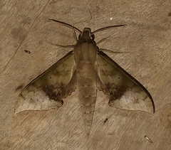 Xylophanes germen