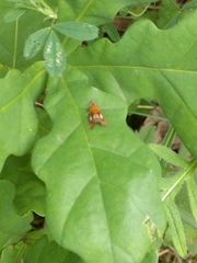 Olethreutes arcuella