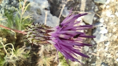 Ptilostemon chamaepeuce