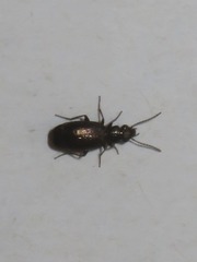 Syntomus foveatus