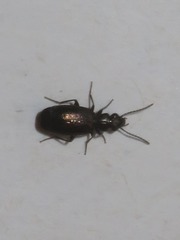 Syntomus foveatus