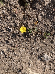 Oxalis perdicaria