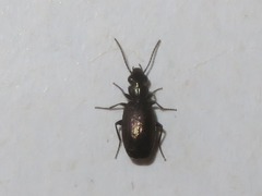 Syntomus foveatus
