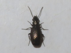 Syntomus foveatus