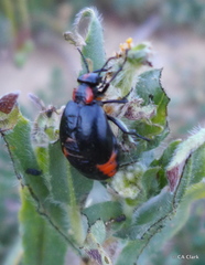 Lytta sublaevis