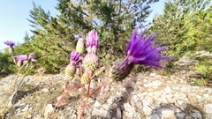 Ptilostemon chamaepeuce