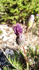 Ptilostemon chamaepeuce