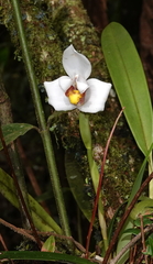 Maxillaria grandiflora