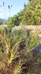 Ptilostemon chamaepeuce