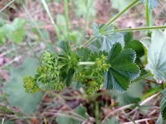 Alchemilla subcrenata