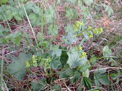 Alchemilla subcrenata