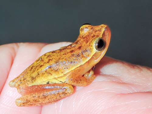 Dwarf Mexican Tree Frog