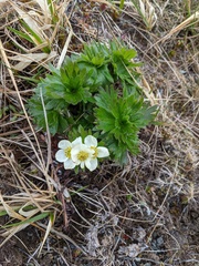 Anemonastrum villosissimum