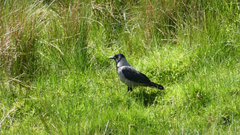 Corvus cornix cornix