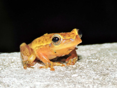 Tlalocohyla smithii