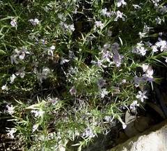 Phlox austromontana