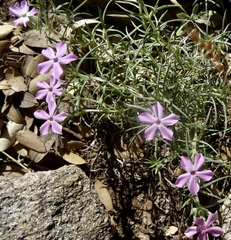 Phlox austromontana