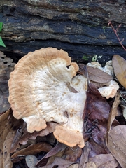 Piptoporellus soloniensis