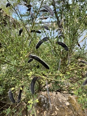 Cytisus