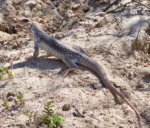 Desert Iguana
