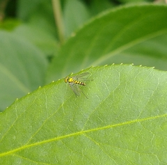 Condylostylus caudatus