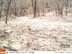 Morococcyx erythropygus