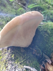 Piptoporellus soloniensis