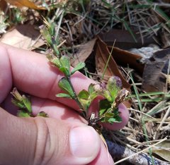 Dicliptera sexangularis