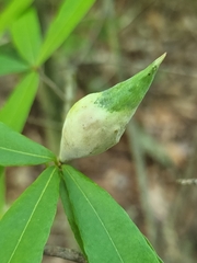 Amphibolips quercuscitriformis