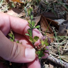 Dicliptera sexangularis