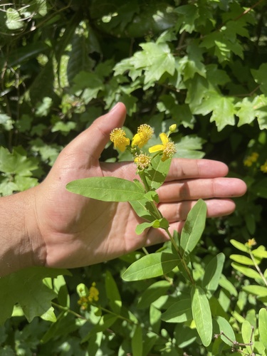 Dogbane St. John's-Wort (Hypericum apocynifolium)