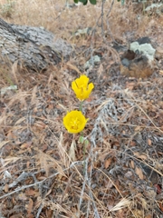 Calochortus weedii