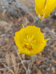 Calochortus weedii