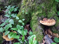 Piptoporellus soloniensis