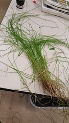 Carex bromoides