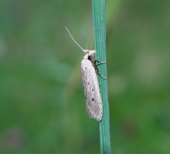 Nothris verbascella