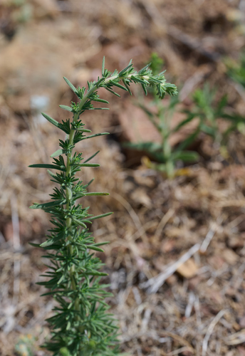 Heermann's Tarweed foliage