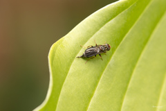 Chyliza leguminicola
