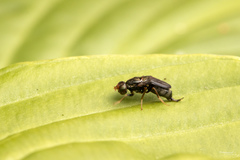 Chyliza leguminicola