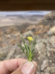 Neoparrya lithophila