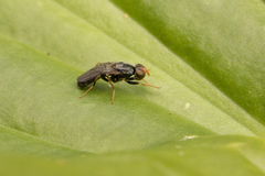 Chyliza leguminicola