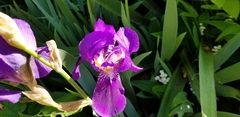 Iris pallida