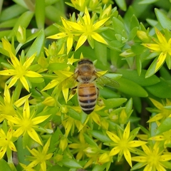 Apis mellifera