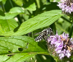 Megachile texana