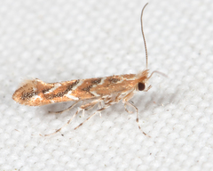Cameraria caryaefoliella