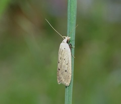 Nothris verbascella