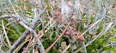 Cladonia