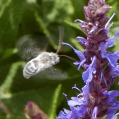 Melissodes tristis