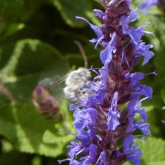 Melissodes tristis