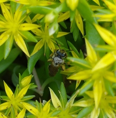 Andrena wilkella